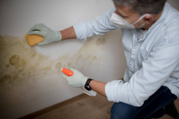 Trusted Long Lake, IL Mold Removal Experts