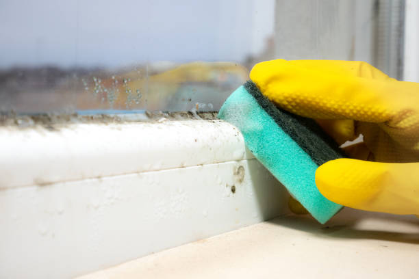 Best Mold Damage Repair  in Long Lake, IL