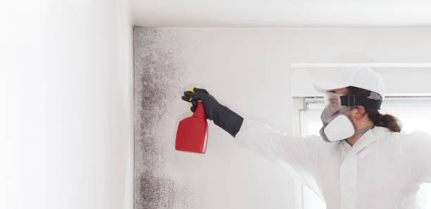 Best Crawl Space Mold Removal  in Long Lake, IL