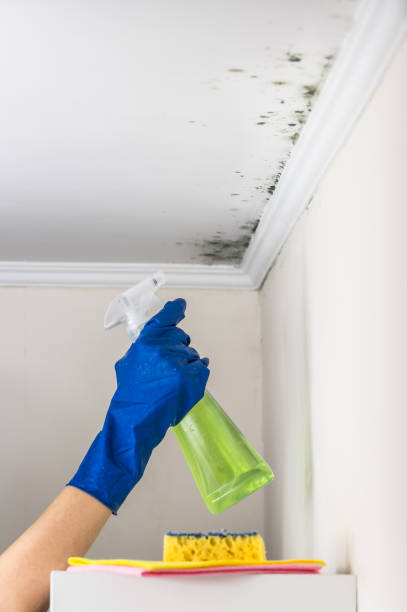 Best Water Damage Restoration  in Long Lake, IL